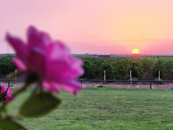 Buena Suerte Vineyards